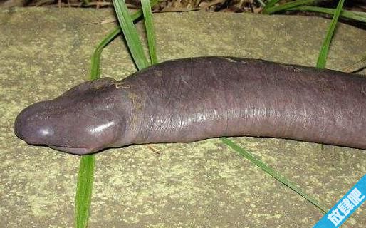 【扒】世界上最丑的蛇巴西盲蛇 形似男性生殖器看了恶心