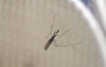 【专家】美国将释放数百万只转基因蚊子 竟是为了病毒