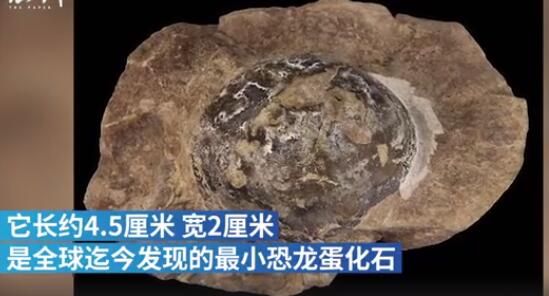 日本发现最小恐龙蛋化石 这么袖珍的恐龙是什么品种？
