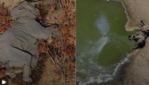 【触目惊心】航拍超350头大象集体神秘死亡 生前诡异举动令人震惊