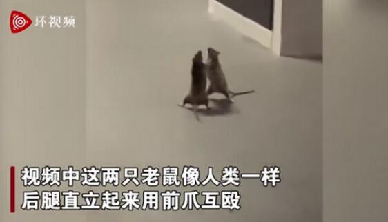 【爆笑图】两只老鼠站立互殴一旁猫咪被吓傻 我是谁？