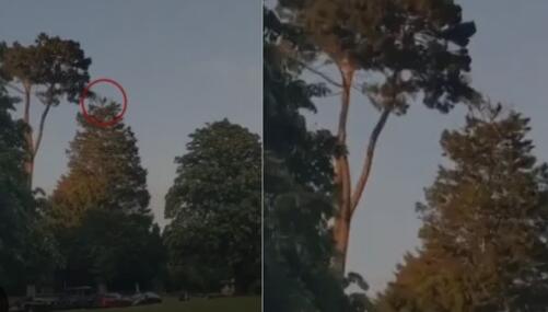 【惊呆】男子逛公园发现18米树顶有物体在动 镜头拉近后直冒冷汗