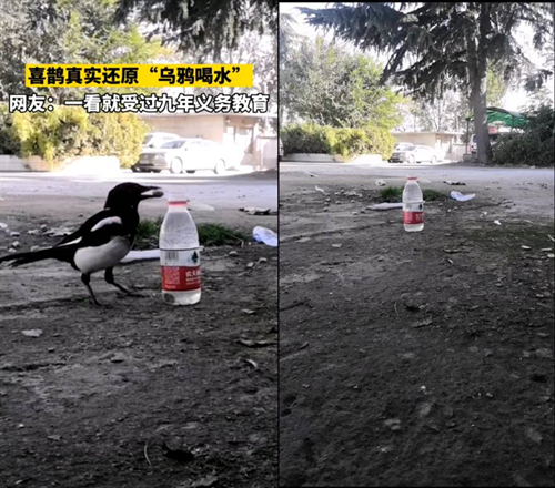 【惊了】喜鹊上演现实版乌鸦喝水 画面曝光让人不敢相信